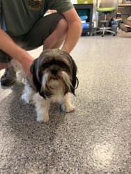 Shelter Stray Male Dog last seen Near BLOCK E 136TH PL, 12155 Park Blvd, Brighton, CO 80601, USA