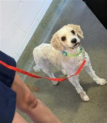 Shelter Stray Male Dog last seen ALGONQUIN AVE, 2020 Forest St, Jacksonville, FL 32204, USA