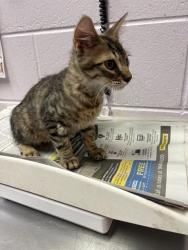 Shelter Stray Male Cat last seen 28TH ST, 2020 Forest St, Jacksonville, FL 32204, USA
