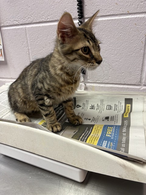 Shelter Stray Male Cat last seen 28TH ST, 2020 Forest St, Jacksonville, FL 32204, USA