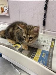 Shelter Stray Female Cat last seen 28TH ST, 2020 Forest St, Jacksonville, FL 32204, USA