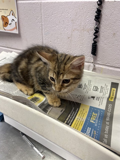 Shelter Stray Female Cat last seen 28TH ST, 2020 Forest St, Jacksonville, FL 32204, USA