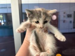 Shelter Stray Female Cat last seen , West Valley Animal Shelter, 20655 Plummer St, Chatsworth, CA 91311, USA