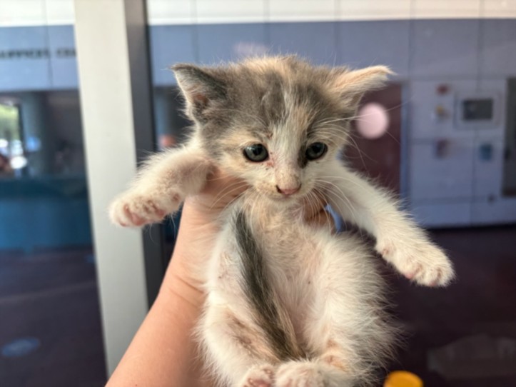 Shelter Stray Female Cat last seen , West Valley Animal Shelter, 20655 Plummer St, Chatsworth, CA 91311, USA