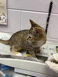 Shelter Stray Female Cat last seen 28TH ST, 2020 Forest St, Jacksonville, FL 32204, USA