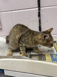 Shelter Stray Female Cat last seen 28TH ST, 2020 Forest St, Jacksonville, FL 32204, USA