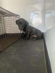 Shelter Stray Male Dog last seen Near BLK E BELLE TERRACE BAERSFIELD,CA, 201 S Mt Vernon Ave, Bakersfield, CA 93307, USA