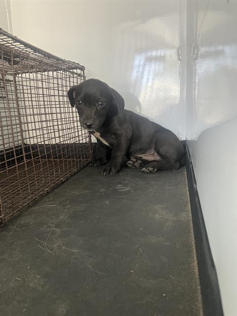 Shelter Stray Male Dog last seen Near BLK E BELLE TERRACE BAERSFIELD,CA, 201 S Mt Vernon Ave, Bakersfield, CA 93307, USA