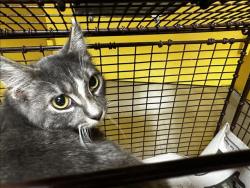 Shelter Stray Female Cat last seen , 3201 Lacy St, Los Angeles, CA 90031, USA