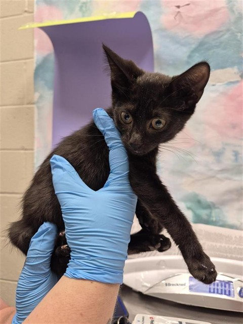 Shelter Stray Female Cat last seen FRANKLIN BLVD / BIG HORN BLVD, 9150 Union Park Way, Elk Grove, CA 95624, USA