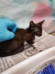 Shelter Stray Female Cat last seen FRANKLIN BLVD / BIG HORN BLVD, 9150 Union Park Way, Elk Grove, CA 95624, USA
