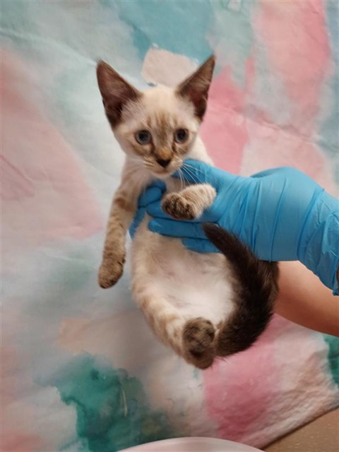 Shelter Stray Female Cat last seen FRANKLIN BLVD / BIG HORN BLVD, 9150 Union Park Way, Elk Grove, CA 95624, USA