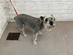 Shelter Stray Male Dog last seen Near BLOCK W FOOTHILL BLVD, 333 Chandler Pl, San Bernardino, CA 92408, USA