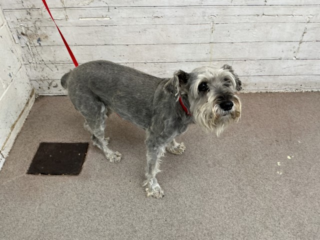 Shelter Stray Male Dog last seen Near BLOCK W FOOTHILL BLVD, 333 Chandler Pl, San Bernardino, CA 92408, USA
