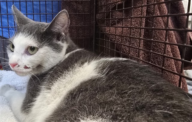 Shelter Stray Female Cat last seen , 4000 N Silverbell Rd, Tucson, AZ 85745, USA