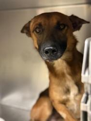 Shelter Stray Male Dog last seen Near BLOCK MARLATT ST, JURUPA VALLEY, CA, 6851 Van Buren Boulevard, Jurupa Valley, CA 92509, USA