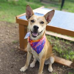 Shelter Stray Male Dog last seen Near BLOCK OBREGON, 4710 TX-151, San Antonio, TX 78227, USA