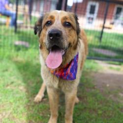 Shelter Stray Female Dog last seen Near BLOCK S ACME RD, 4710 TX-151, San Antonio, TX 78227, USA