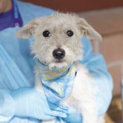 Shelter Stray Male Dog last seen BABCOCK RD & SUNSHINE RANCH, 4710 TX-151, San Antonio, TX 78227, USA