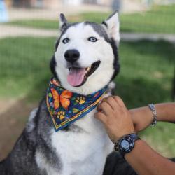 Shelter Stray Female Dog last seen AMBER BREEZE, 4710 TX-151, San Antonio, TX 78227, USA