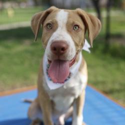 Shelter Stray Male Dog last seen Near BLOCK W THORIAN, 4710 TX-151, San Antonio, TX 78227, USA