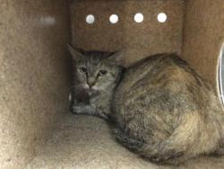 Shelter Stray Female Cat last seen Near BLOCK ARBOL REAL, THOUSAND PALMS 92276, 72050 Pet Land Pl, Thousand Palms, CA 92276, USA