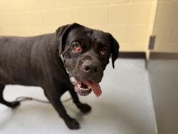 Shelter Stray Male Dog last seen Near BLOCK W BAYAUD AVE, DENVER CO 80223, 1241 W Bayaud Ave, Denver, CO 80223, USA