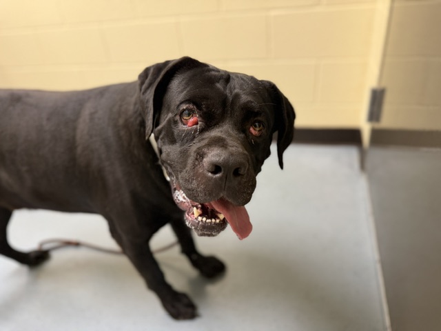 Shelter Stray Male Dog last seen Near BLOCK W BAYAUD AVE, DENVER CO 80223, 1241 W Bayaud Ave, Denver, CO 80223, USA