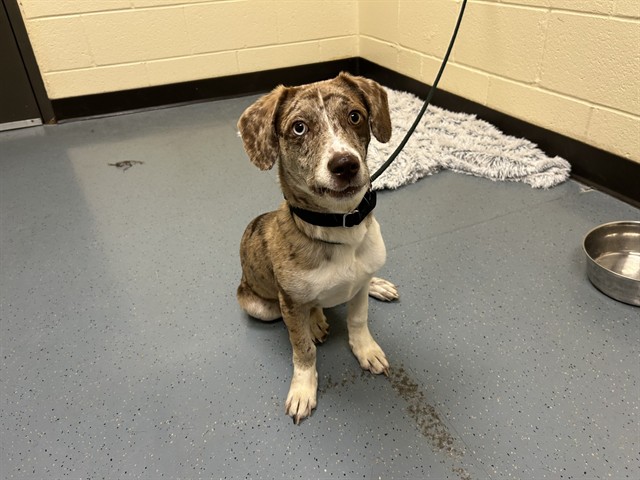 Shelter Stray Male Dog last seen Near BLOCK W BAYAUD AVE, DENVER CO 80223, 1241 W Bayaud Ave, Denver, CO 80223, USA