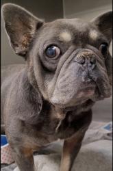Shelter Stray Male Dog last seen , 1850 W 60th St, Los Angeles, CA 90047, USA