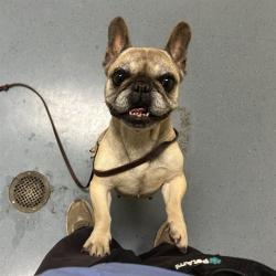 Shelter Stray Female Dog last seen Near BLOCK S RALEIGH ST, DENVER CO 80219, 1241 W Bayaud Ave, Denver, CO 80223, USA
