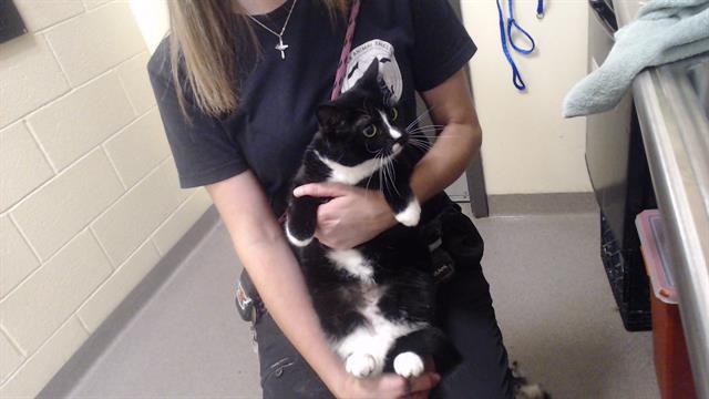 Shelter Stray Female Cat last seen Near BLOCK W LOUISIANA AVE, DENVER CO 80219, 1241 W Bayaud Ave, Denver, CO 80223, USA