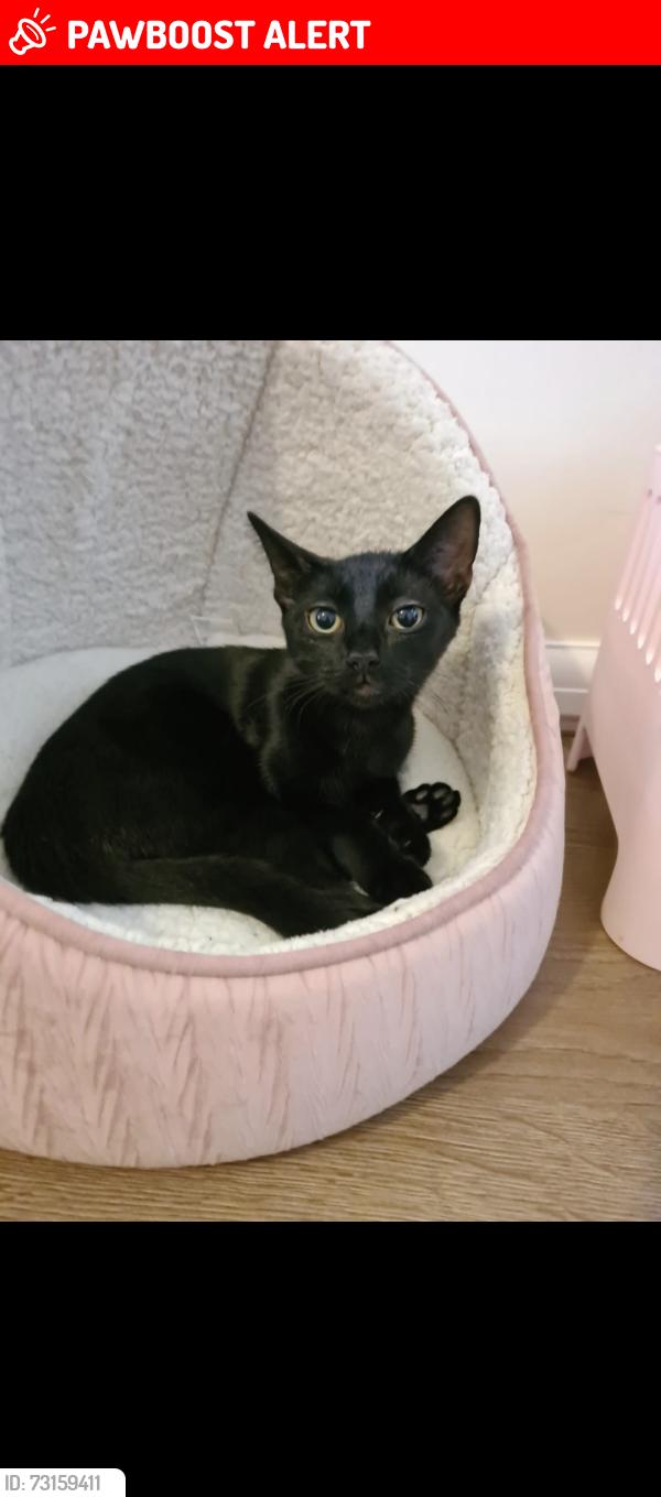 Lost Female Cat last seen Sherfield park, Sherfield on Loddon, England RG27 0GD