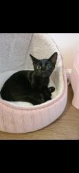 Lost Female Cat last seen Sherfield park, Sherfield on Loddon, England RG27 0GD