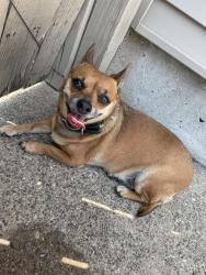 Found/Stray Female Dog last seen Tod ave and 150th street, East Chicago, IN 46312