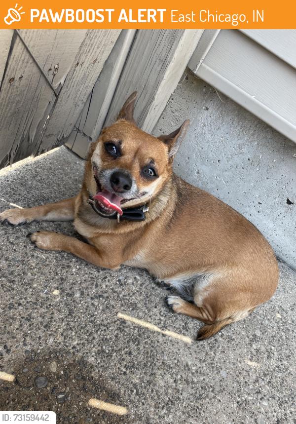 Found/Stray Female Dog last seen Tod ave and 150th street, East Chicago, IN 46312
