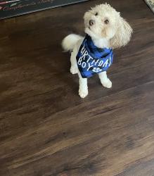 Reunited Male Dog last seen Near Village Lake Dr, Cypress, TX 77433, USA, Cypress, TX 77433