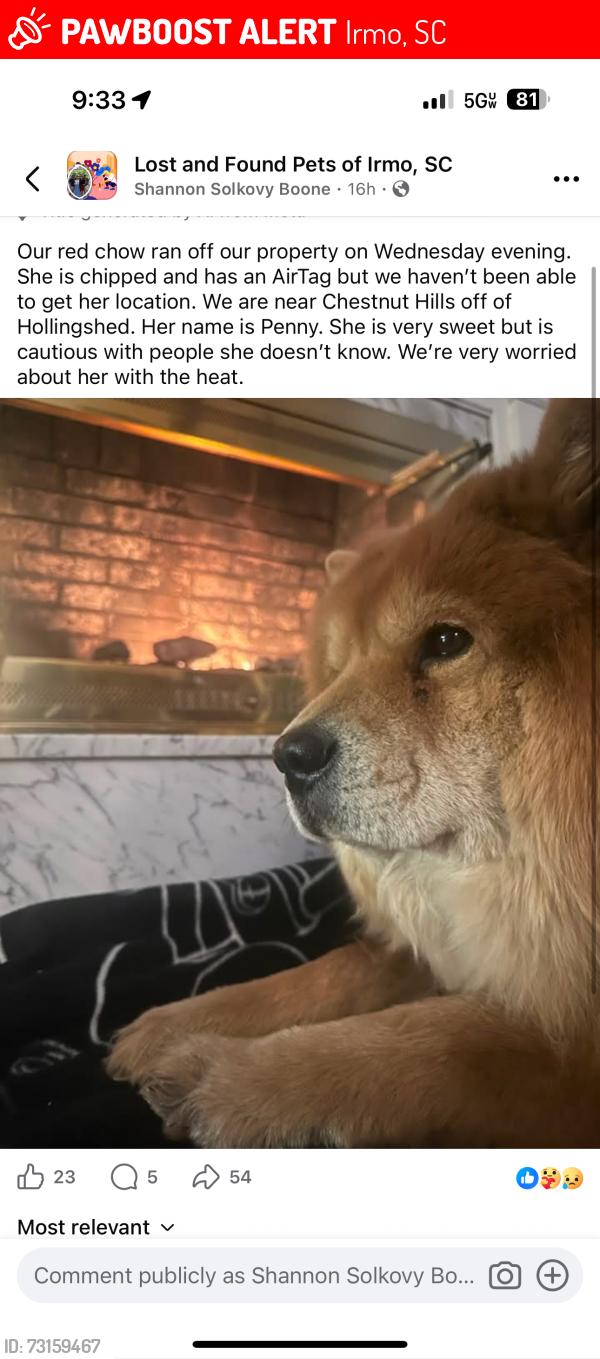 Lost Female Dog last seen Chestnut hills, Irmo, SC 29063