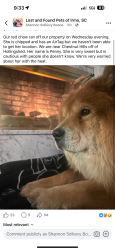 Lost Female Dog last seen Chestnut hills, Irmo, SC 29063