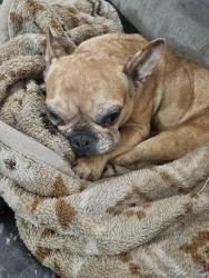Found/Stray Female Dog last seen Rialto, Rialto, CA 92376