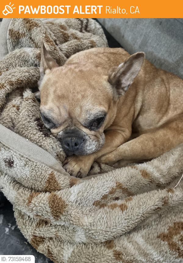 Found/Stray Female Dog last seen Rialto, Rialto, CA 92376