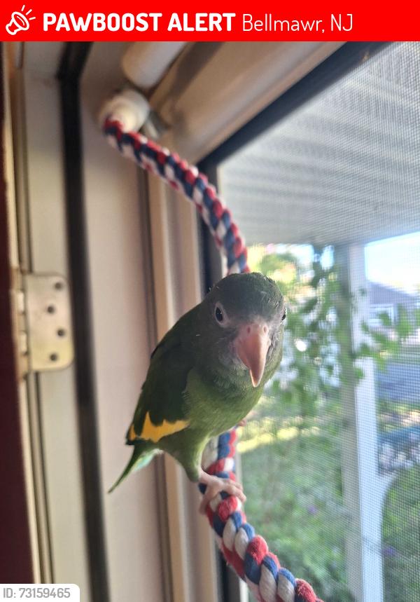 Lost Female Bird last seen Oak ave and lowell ave, Bellmawr, NJ 08031