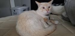 Lost Male Cat last seen Our Lady of the Sacred Heart church, San Diego, CA 92105
