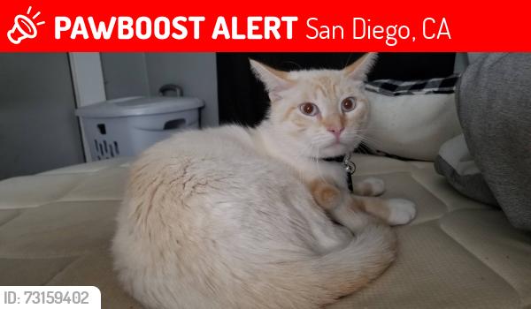 Lost Male Cat last seen Our Lady of the Sacred Heart church, San Diego, CA 92105