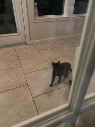Found/Stray Female Cat last seen Lakeland South neighborhood, Loxley, AL 36551