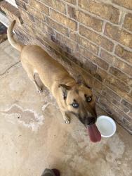 Found/Stray Female Dog last seen across the street, Norman, OK 73069