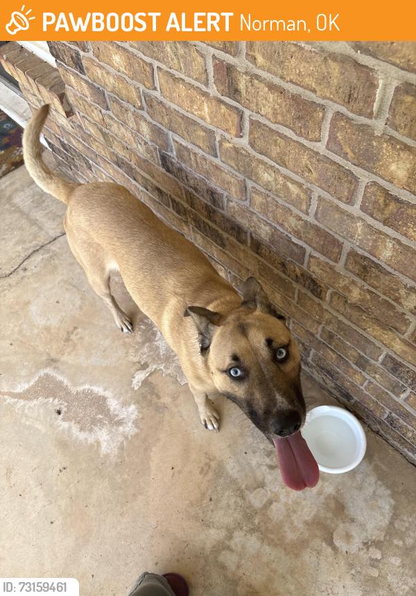 Found/Stray Female Dog last seen across the street, Norman, OK 73069