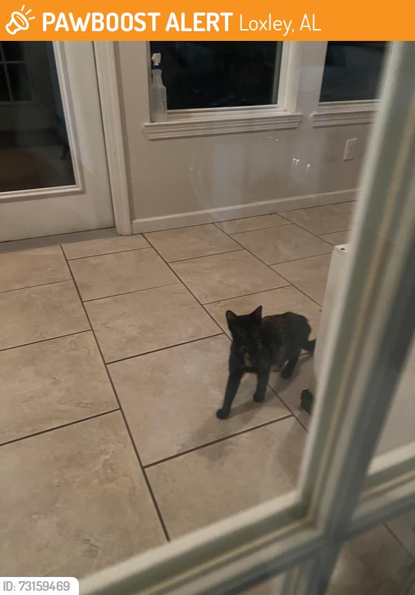 Found/Stray Female Cat last seen Lakeland South neighborhood, Loxley, AL 36551