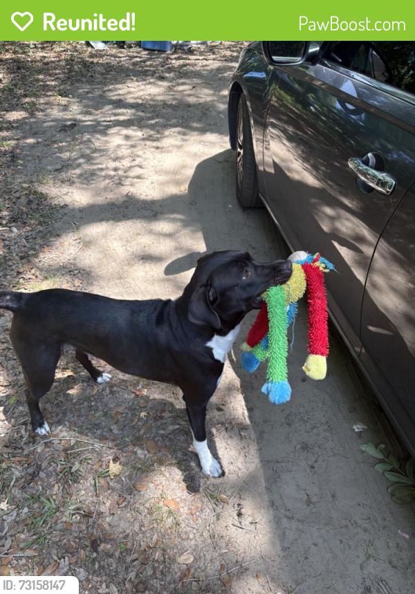 Reunited Female Dog last seen Near Marshfield Rd, Johns Island, SC 29455, USA, Johns Island, SC 29455