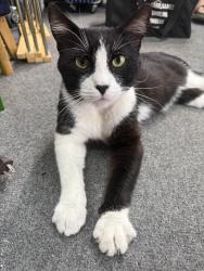 Found/Stray Male Cat last seen Founders Park, Anaheim, CA 92801